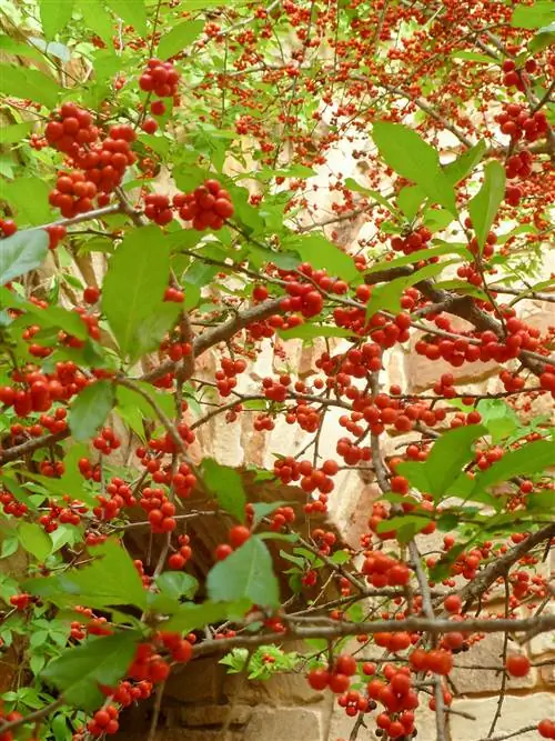 Красное ягодное дерево Ilex decidua possumhaw