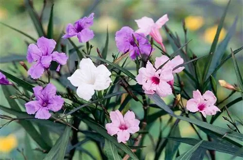 фиолетовые розовые белые цветы ruellia brittoniana