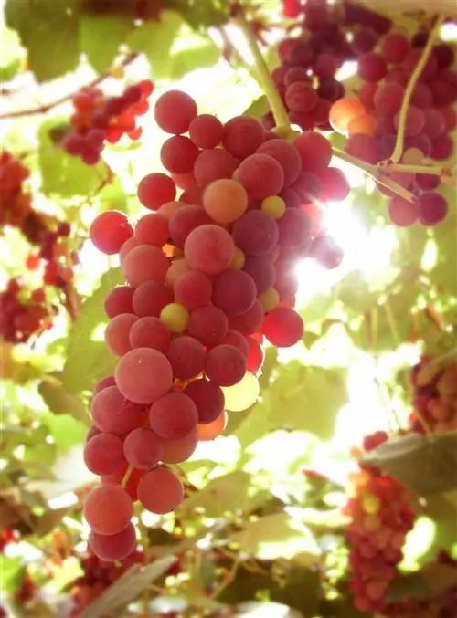 Vitis canadice красные виноградные лозы