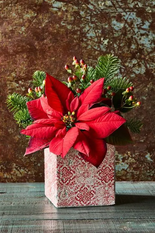 пуансеттия в декоративной коробке