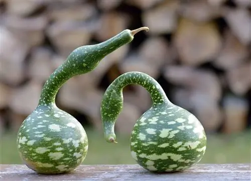 две крапчатые лебединые тыквы на деревянной поверхности