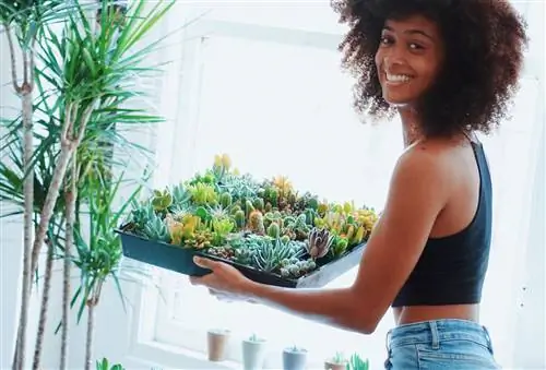 Жасмин Николь Циско из The Nice Plant держит поднос с суккулентами.