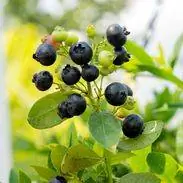 крупным планом фото черники с завода Bushel and Berry