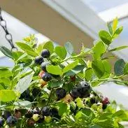 Sapphire Cascade Blueberries в подвесной корзине от Bushel and Berry