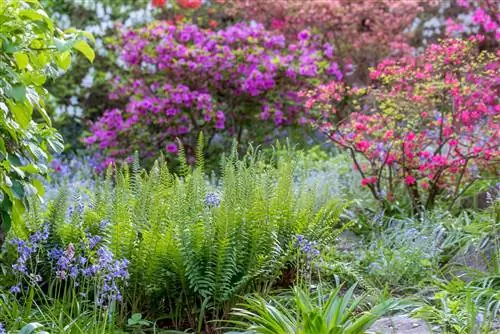 вечнозеленые рождественские папоротники под азалиями