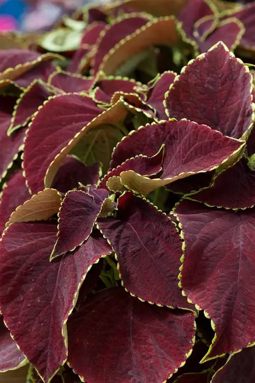 Шоколадный мятный колеус зелено-фиолетовый Соленостемон