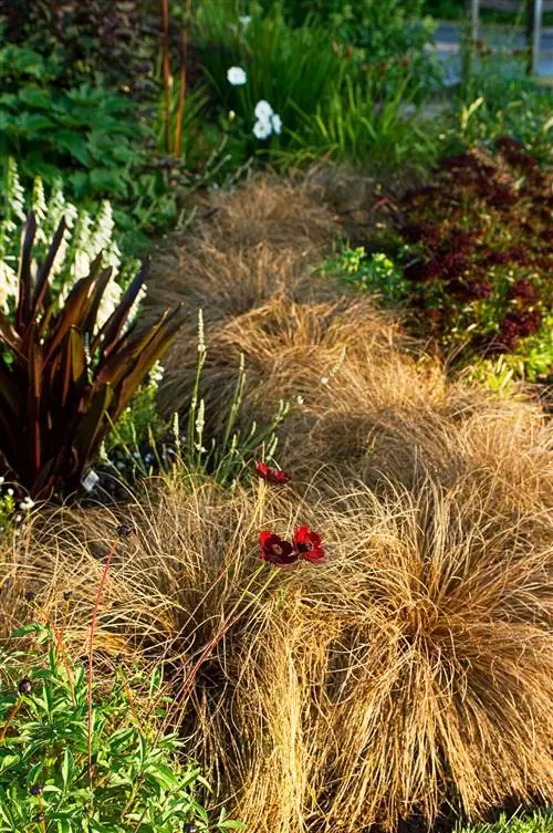 Молочный шоколад осока Carex цветок