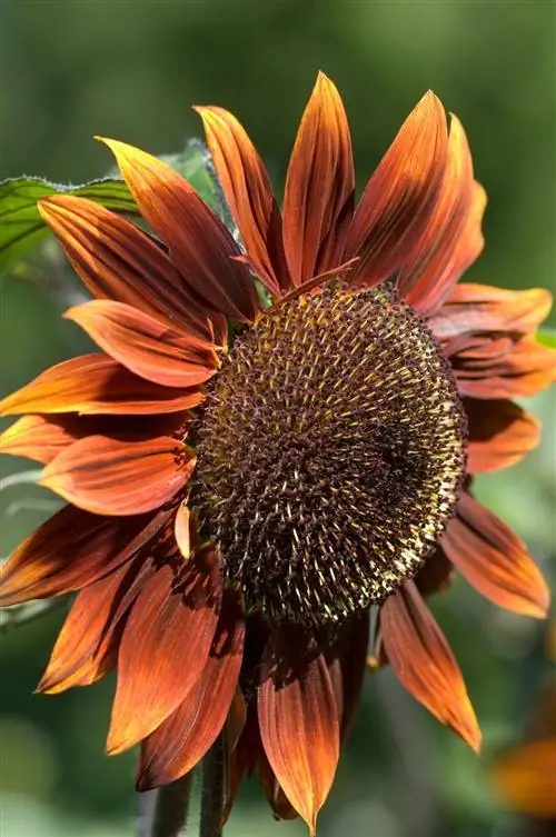 Шоколадный подсолнух сожженный апельсиновый цветок