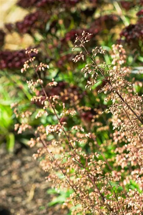 Шоколадные оборки Coralbells цветы