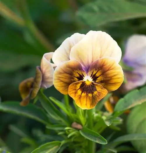 велюр Frosted Chocolate Viola цветок