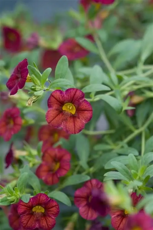 красный цвет Colorburst Chocolate Calibrachoa цветок