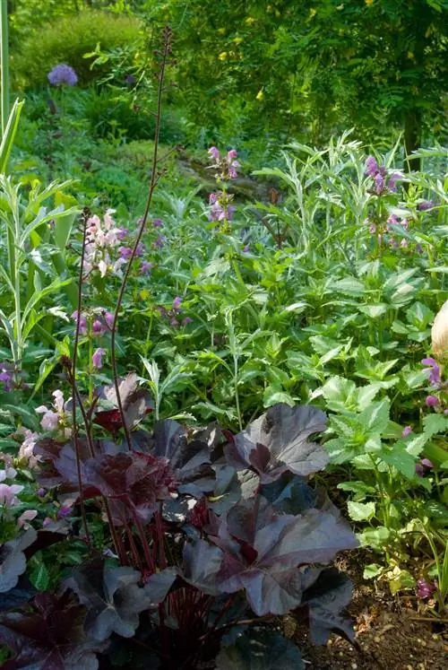 Цветок гейхеры Mocha Coralbells