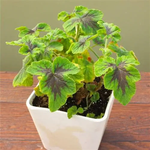 Цветок герани с ароматом шоколадной мяты