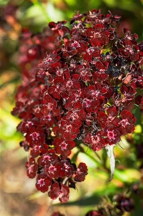 Сердечный приступ Sweet William Dianthus barbatus цветок