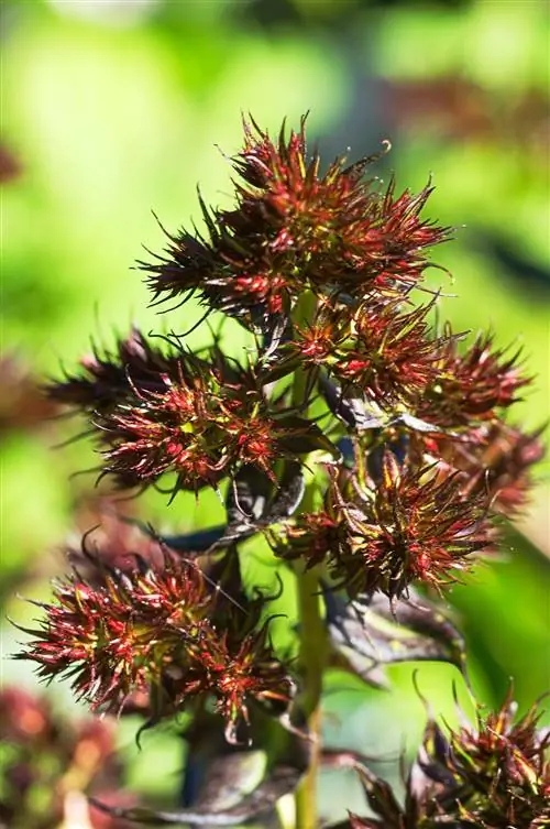 Полночные чувства Цветок флокса