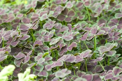 Фиолетовый четырехлистный цветок клевера