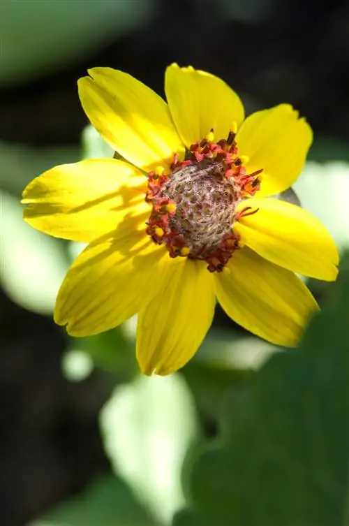 Шоколадный цветок желтый Berlandiera lyrata