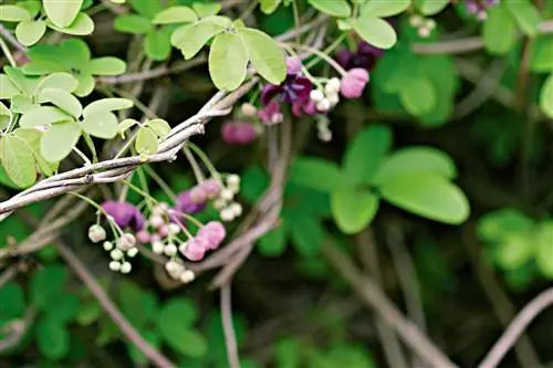 Шоколадная лоза Акебия Акебия