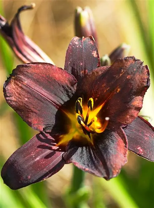 Сладкий горячий шоколад Лилейник Hemerocallis
