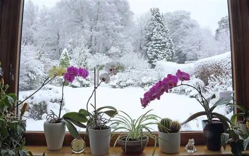 Можно ли растаявший снег поливать комнатные растения? Эксперты говорят «да»