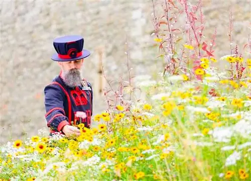 Человек в поле цветов возле Лондонского Тауэра на мероприятии Superbloom в Великобритании