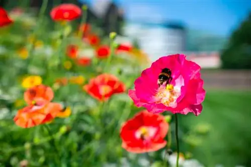 пчела на маке для Superbloom за пределами лондонского Тауэра