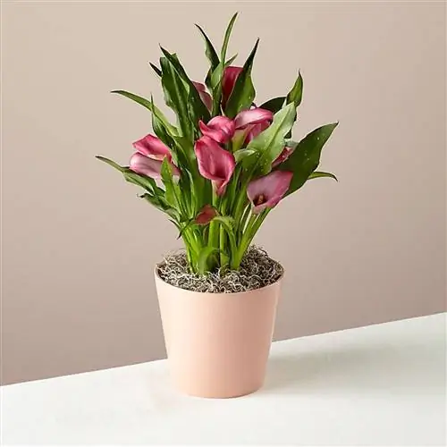 Аргументы ProFlowers