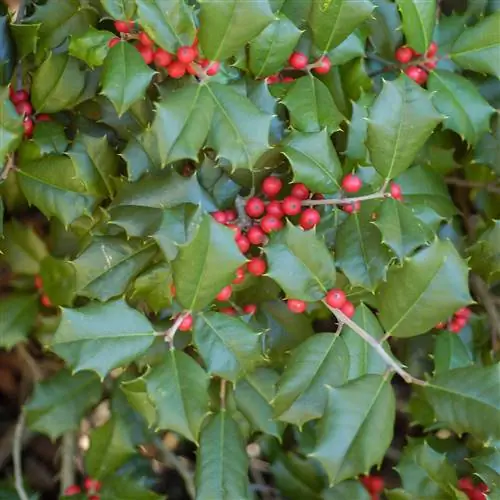 куст остролиста ilex opaca