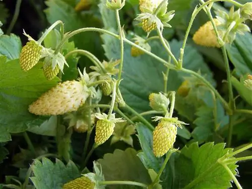 Альпийская клубника (сорт ананаса), растущая на лозе