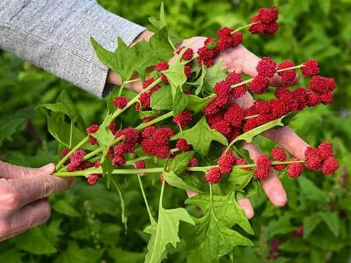 Руки держат длинные стебли клубничного шпината с зелеными листьями и красными ягодами