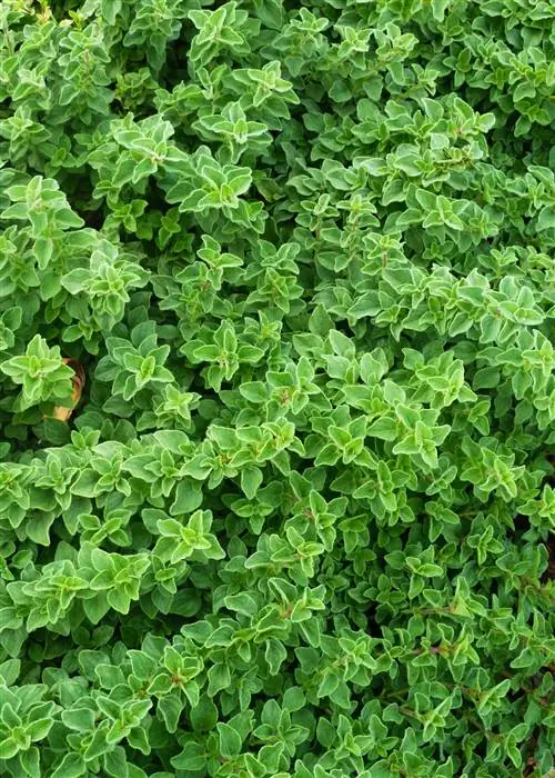 Горячий и пряный греческий орегано Origanum vulgare