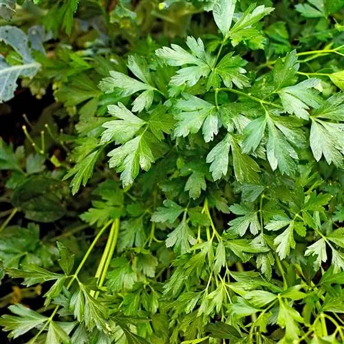 Petroselinum neapolitanum Итальянская петрушка плосколистная