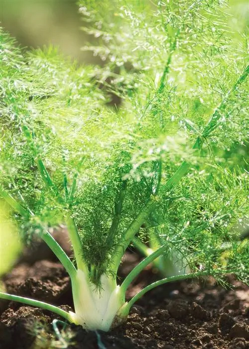 Фенхель Foeniculum vulgare