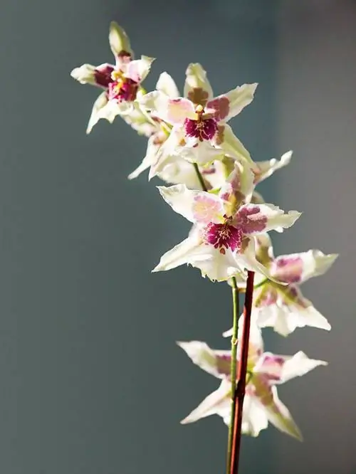 Белая и розовая орхидея Odontoglossum Белая и розовая орхидея Odontoglossum