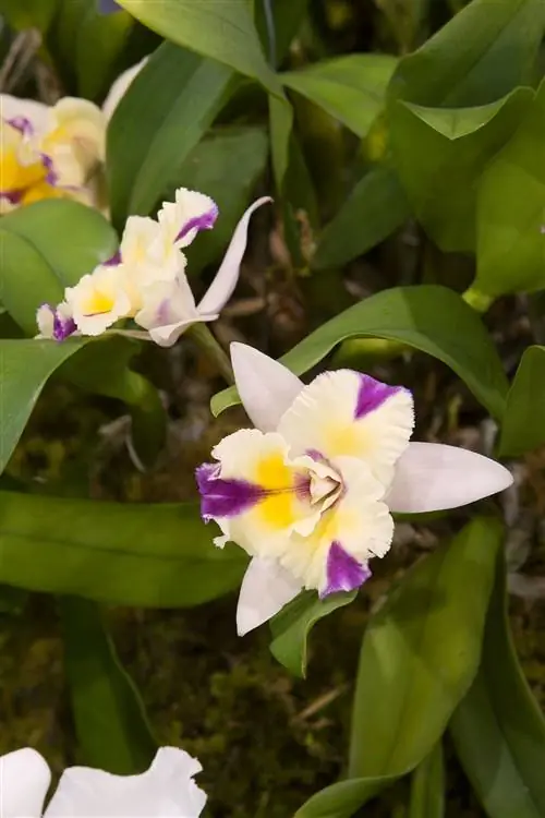 Brassolaeliocattleya желтые и фиолетовые цветы Brassolaeliocattleya желтые и фиолетовые цветы