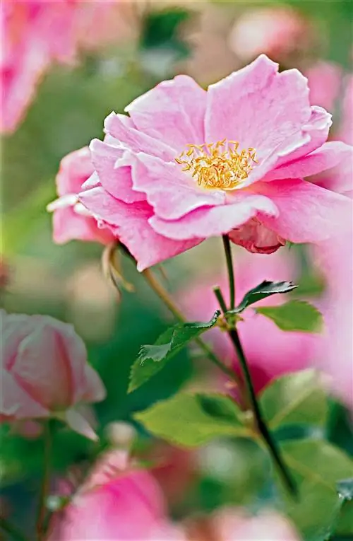 Розовая роза Carefree Beauty Rose Rosa