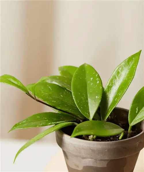 Хойя из Блумскейп