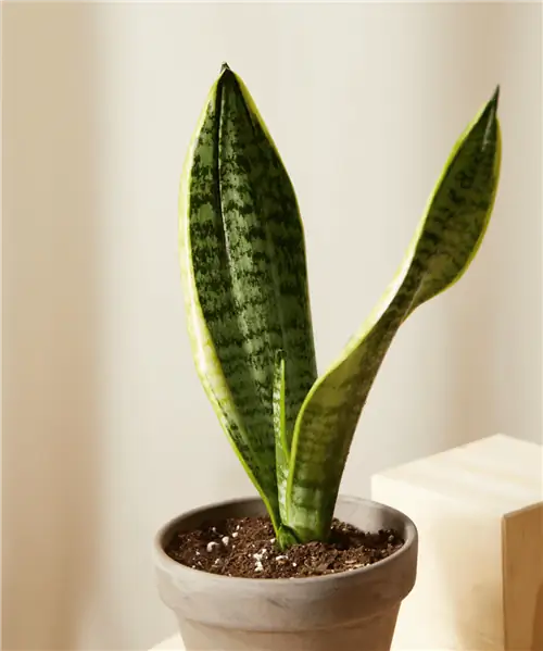 Сансевиерия из Блумскейп