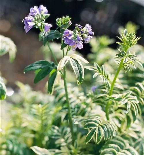 brize d'anjou лестница Джейкоба