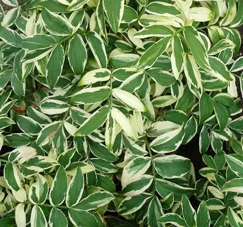 прикосновение к лестнице Джейкоба класса