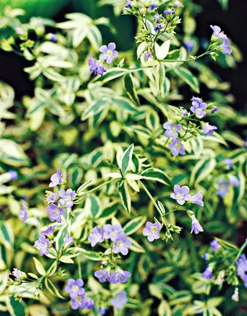 лестница в небо лестница иакова