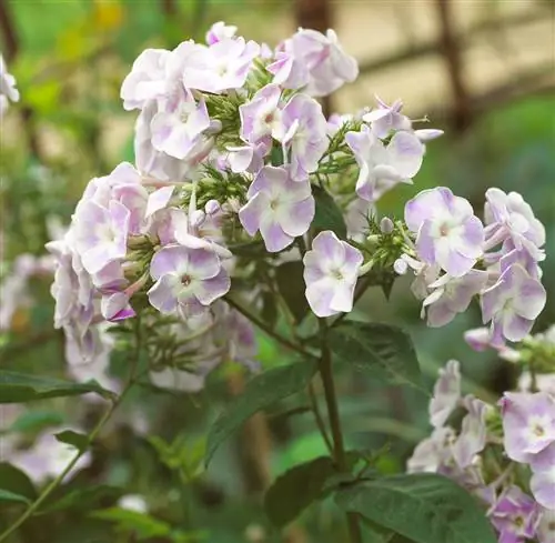 белые флоксы цветут