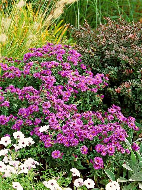 Астра новоанглийская Symphyotrichum novae-angliae 'Purple Dome'
