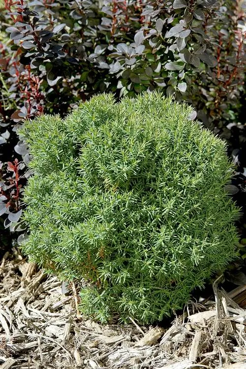 Thuja occidentalis Teddy, карликовая восточная туя Thuja occidentalis Teddy, карликовая восточная туя