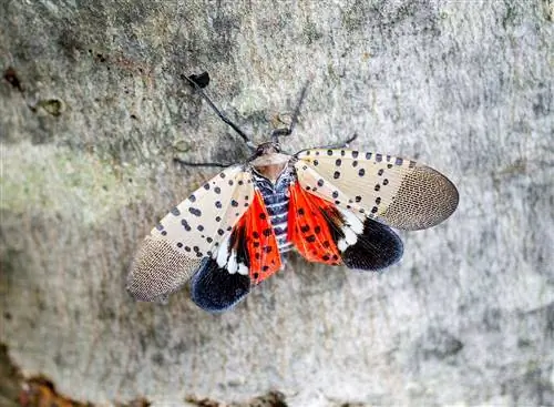 Пятнистый фонарь на кленовом дереве