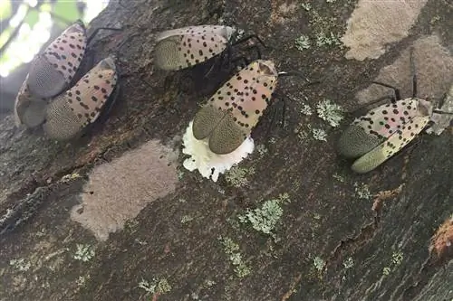 Пятнистые фонарики откладывают яйца на дереве