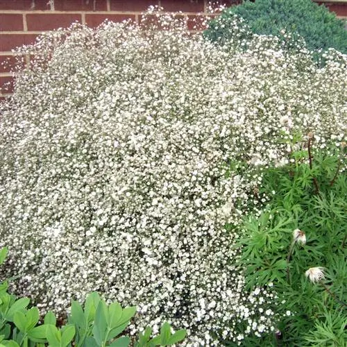 Гипсофила белая (Gypsophila Elegans)