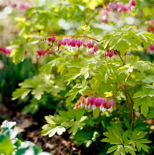 садовый многолетник с кровоточащим сердцем