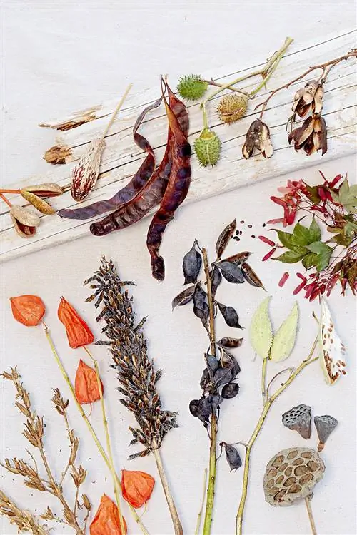 Разнообразие семенных коробочек