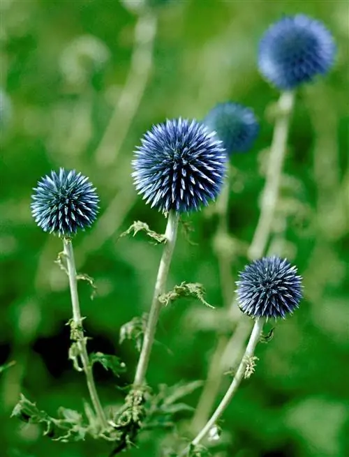 чертополох шаровидный Echinops bannaticus 'Blue Glow'